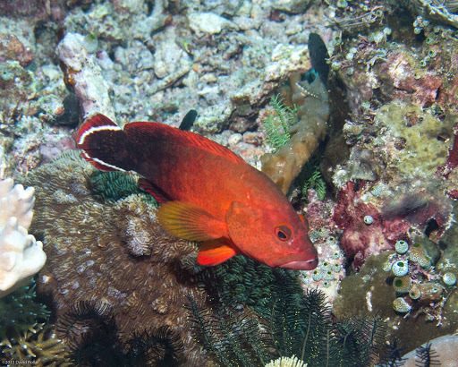 Darkfin Hind