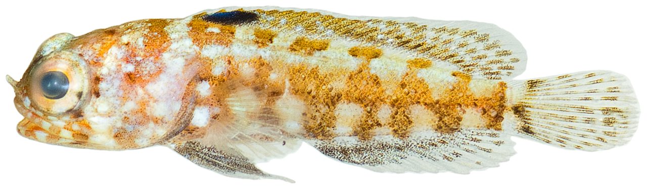 Whitehurst's Jawfish
