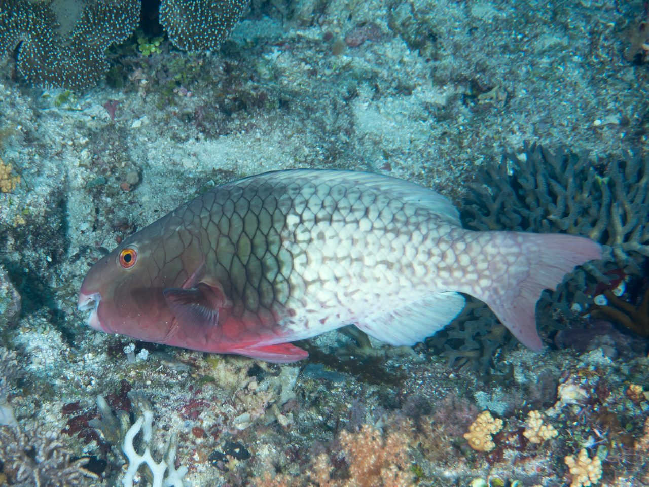 Redlip Parrotfish