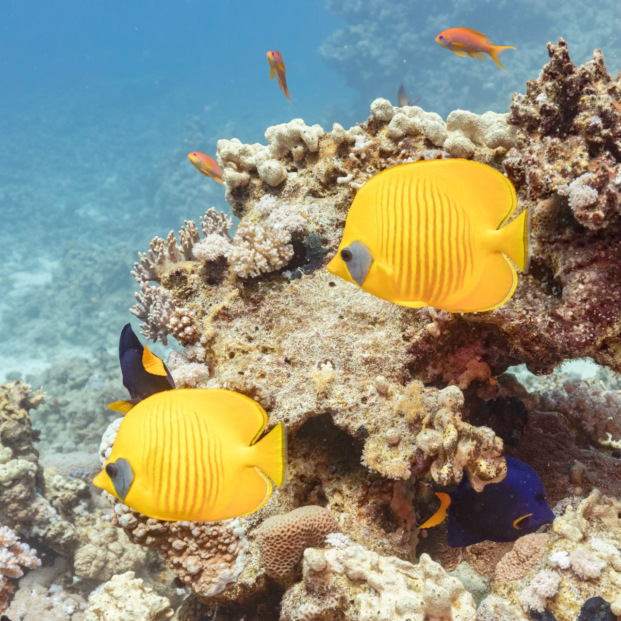 Golden Butterflyfish