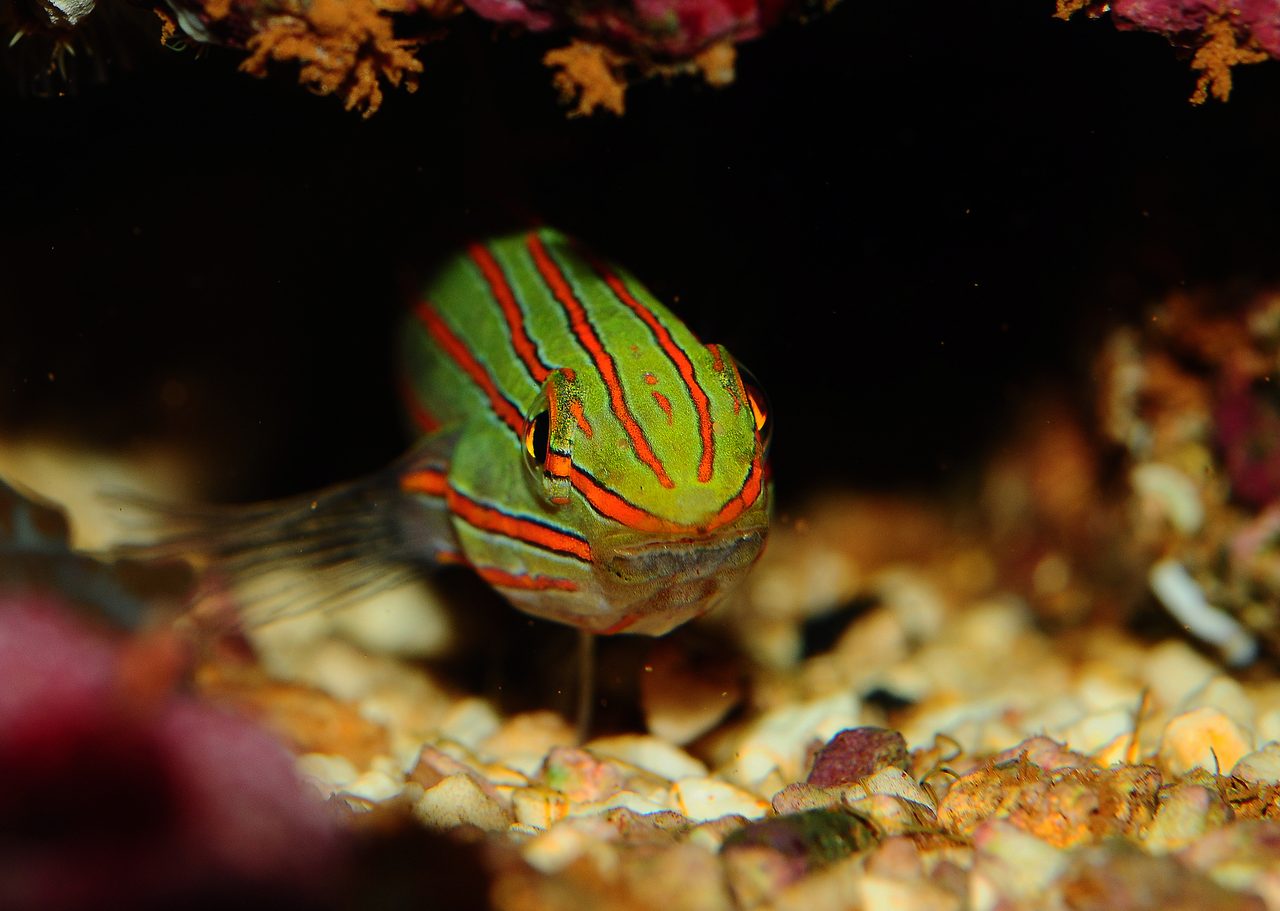 Old Glory Goby