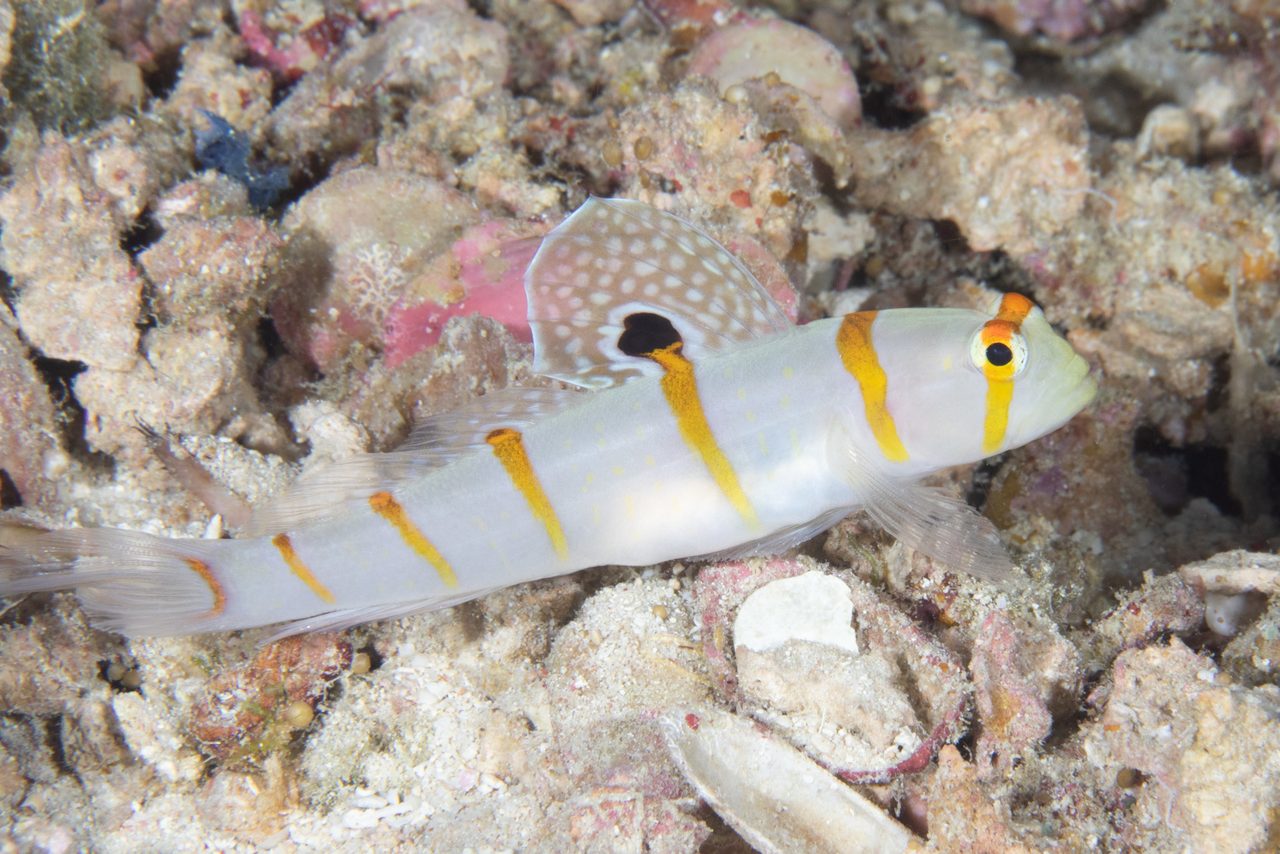 Randall's Goby