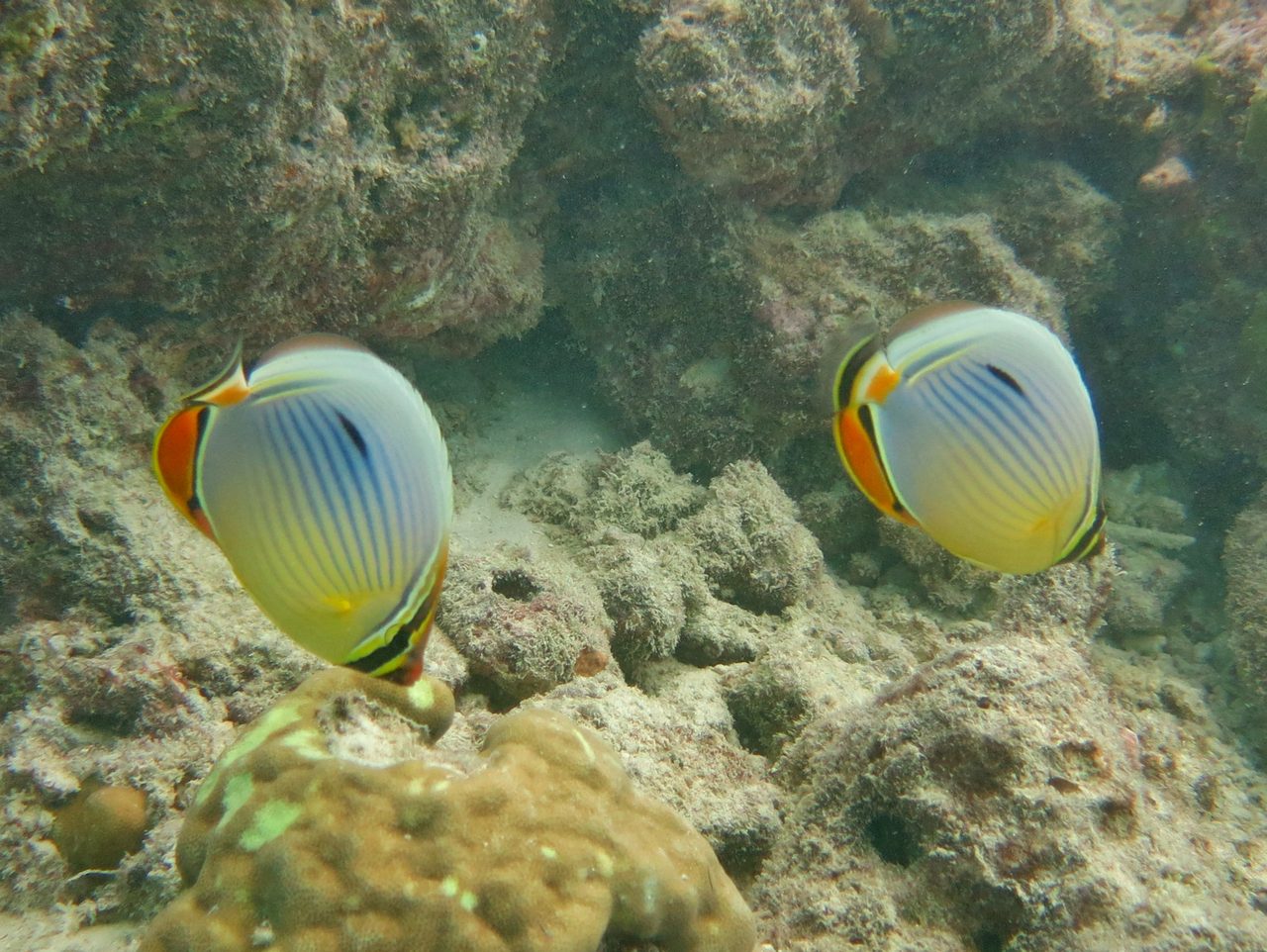 Melon Butterflyfish