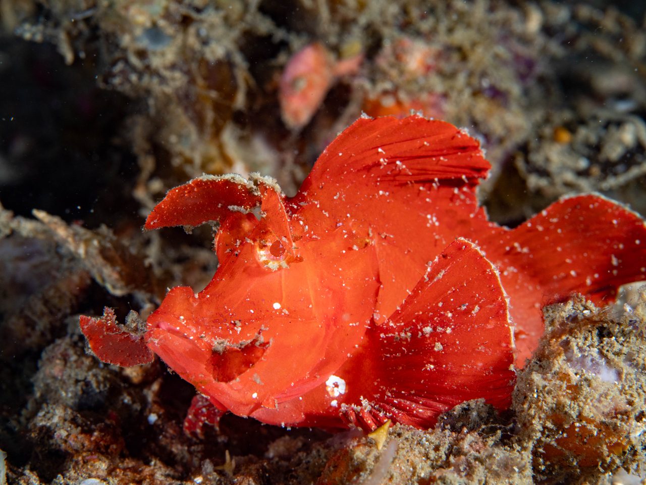 Paddleflap Scorpionfish