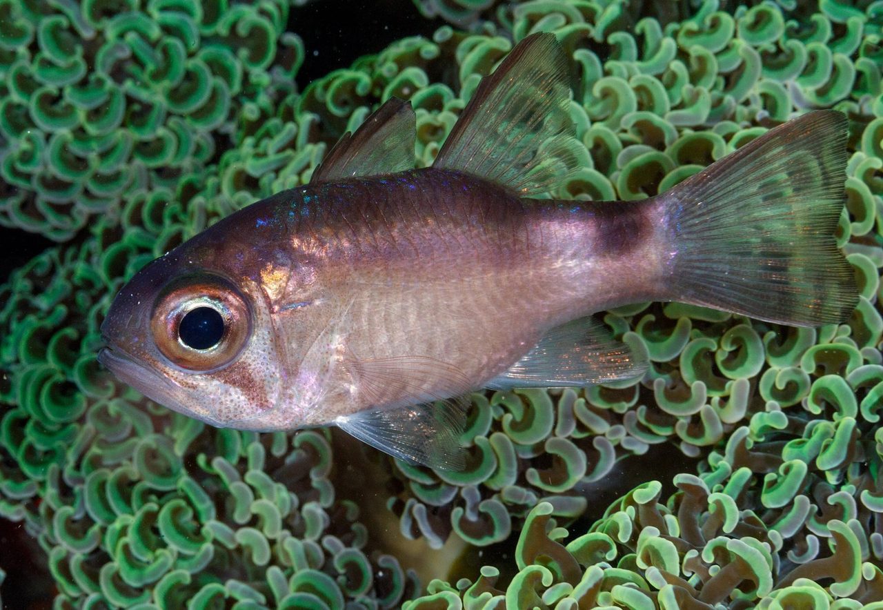 Banda Cardinalfish