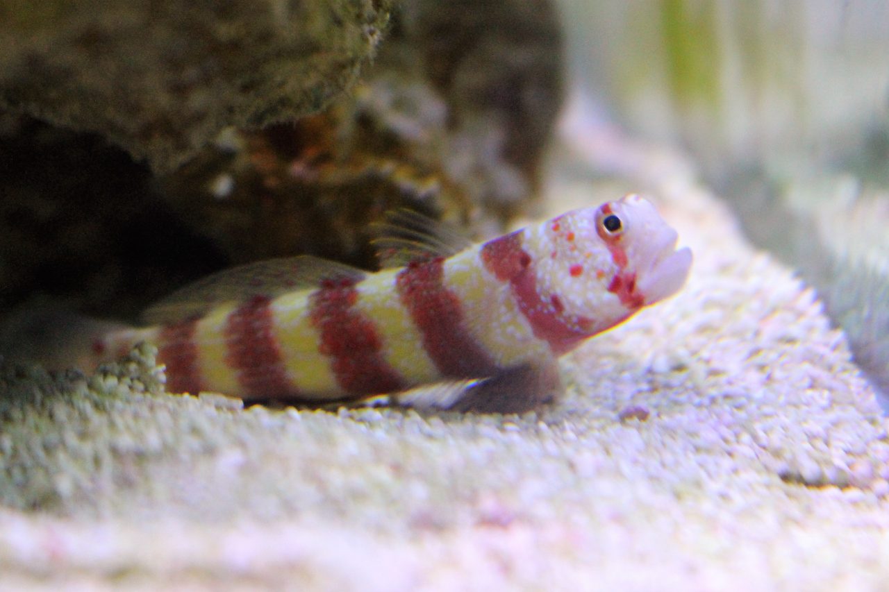 Wheeler's Watchman Goby
