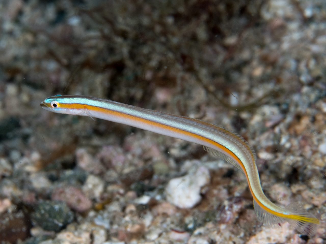Greenband Wormfish