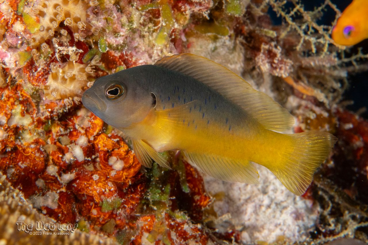 Reticulated Dottyback