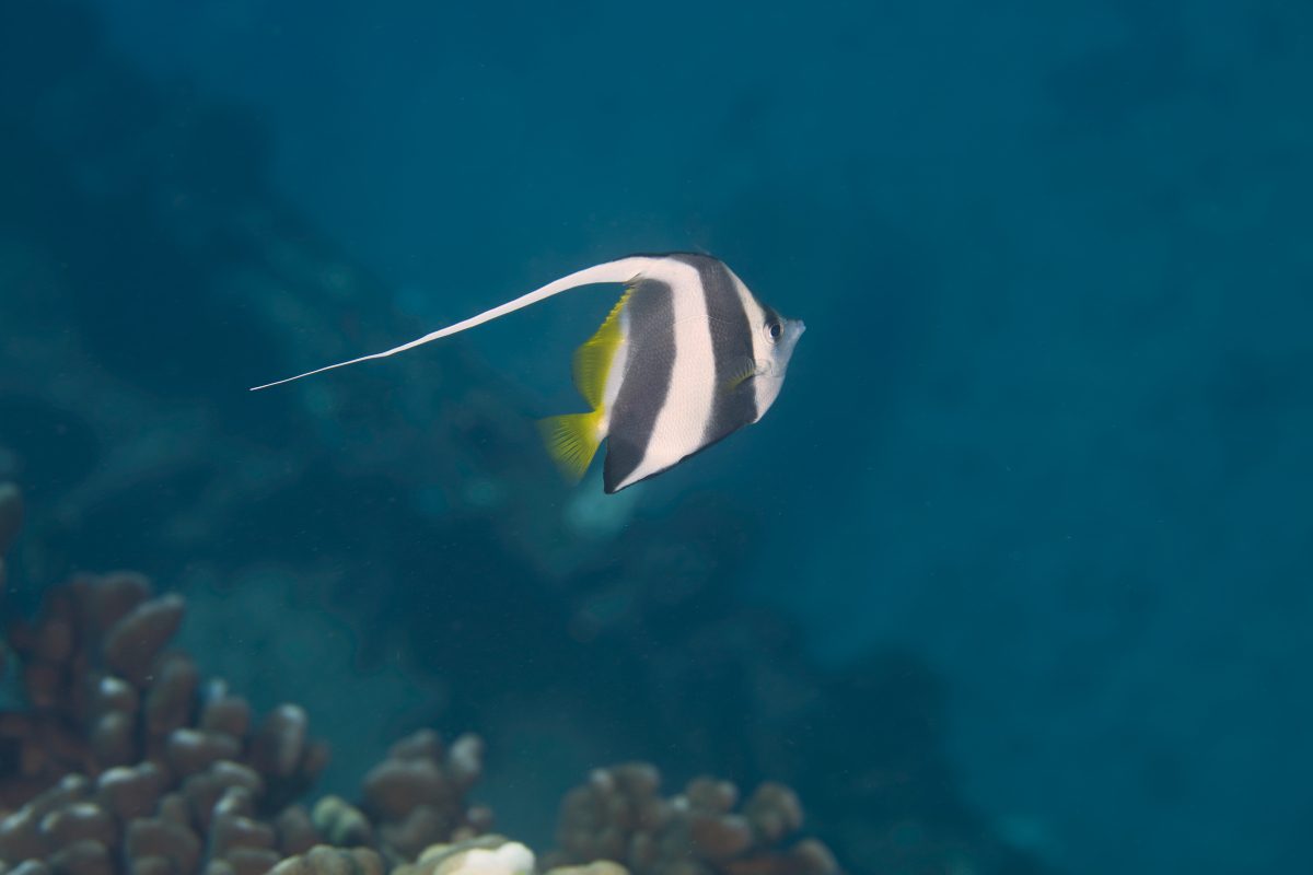 Heniochus Black & White Butterflyfish