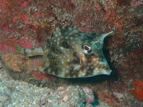 Island Cowfish EXPERT ONLY