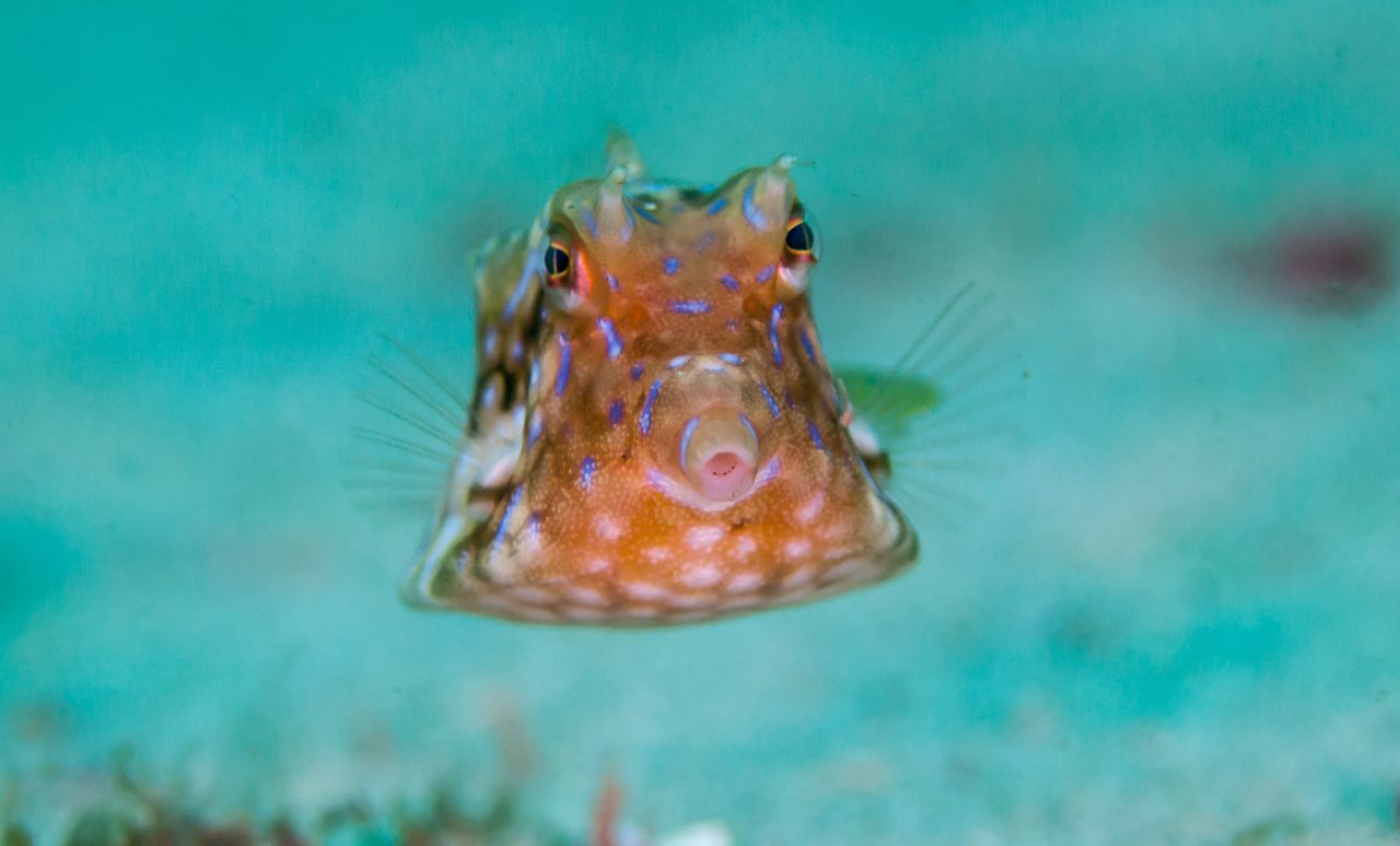 Thornback Cowfish