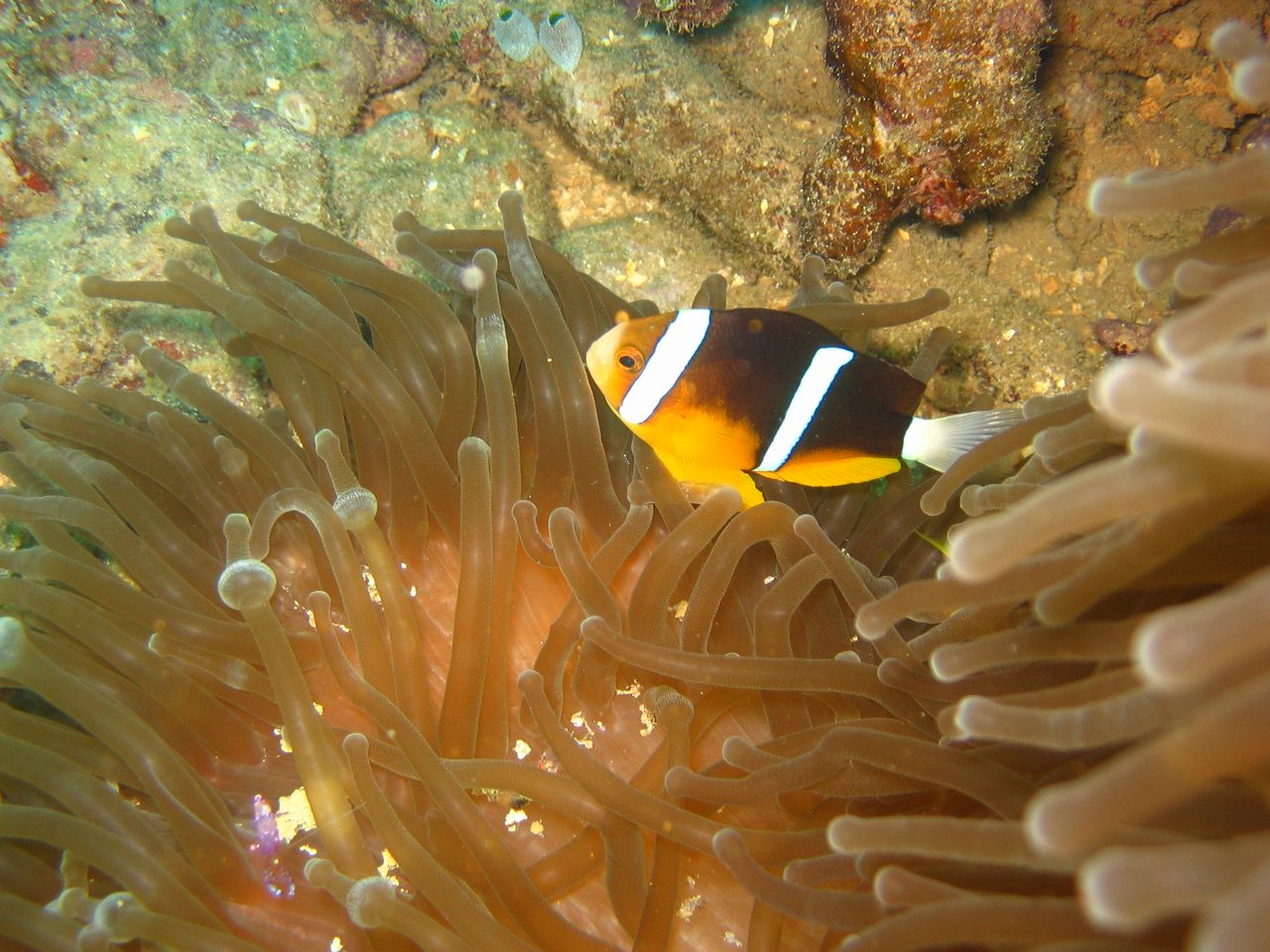 Orange-fin Clownfish