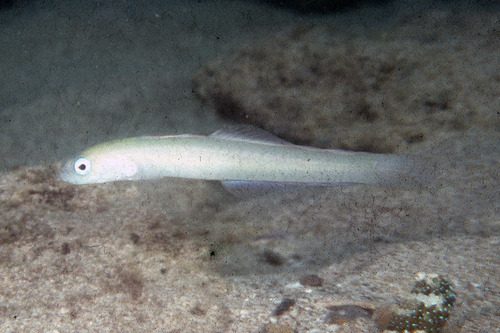 Arabian Dartfish