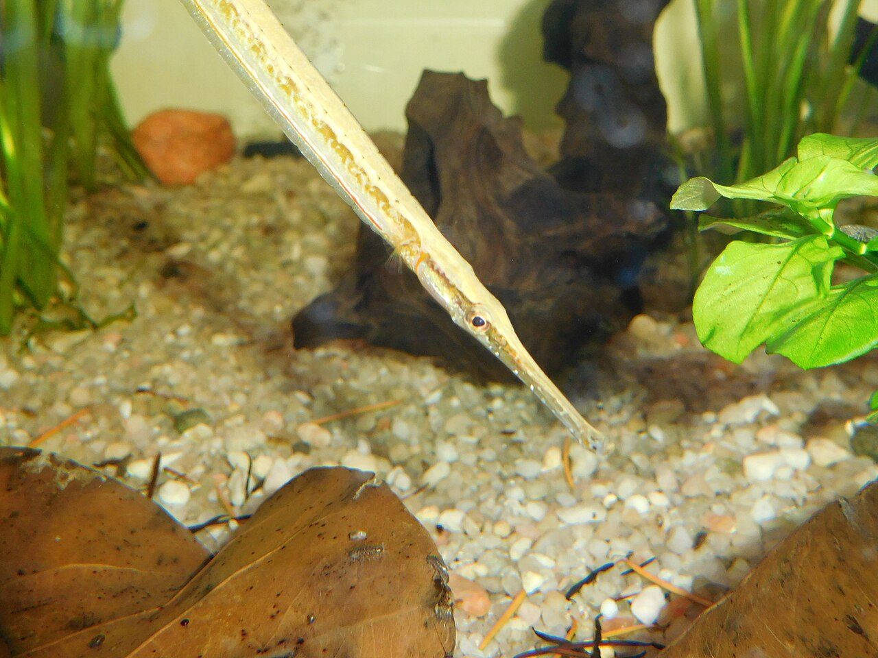Short-Tailed Pipefish