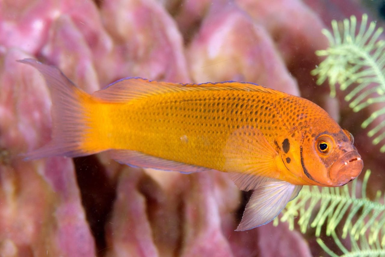 Moore's Dottyback