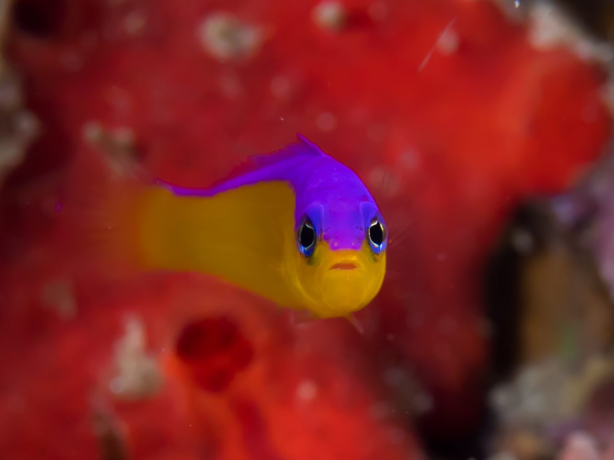 Diadem Dottyback