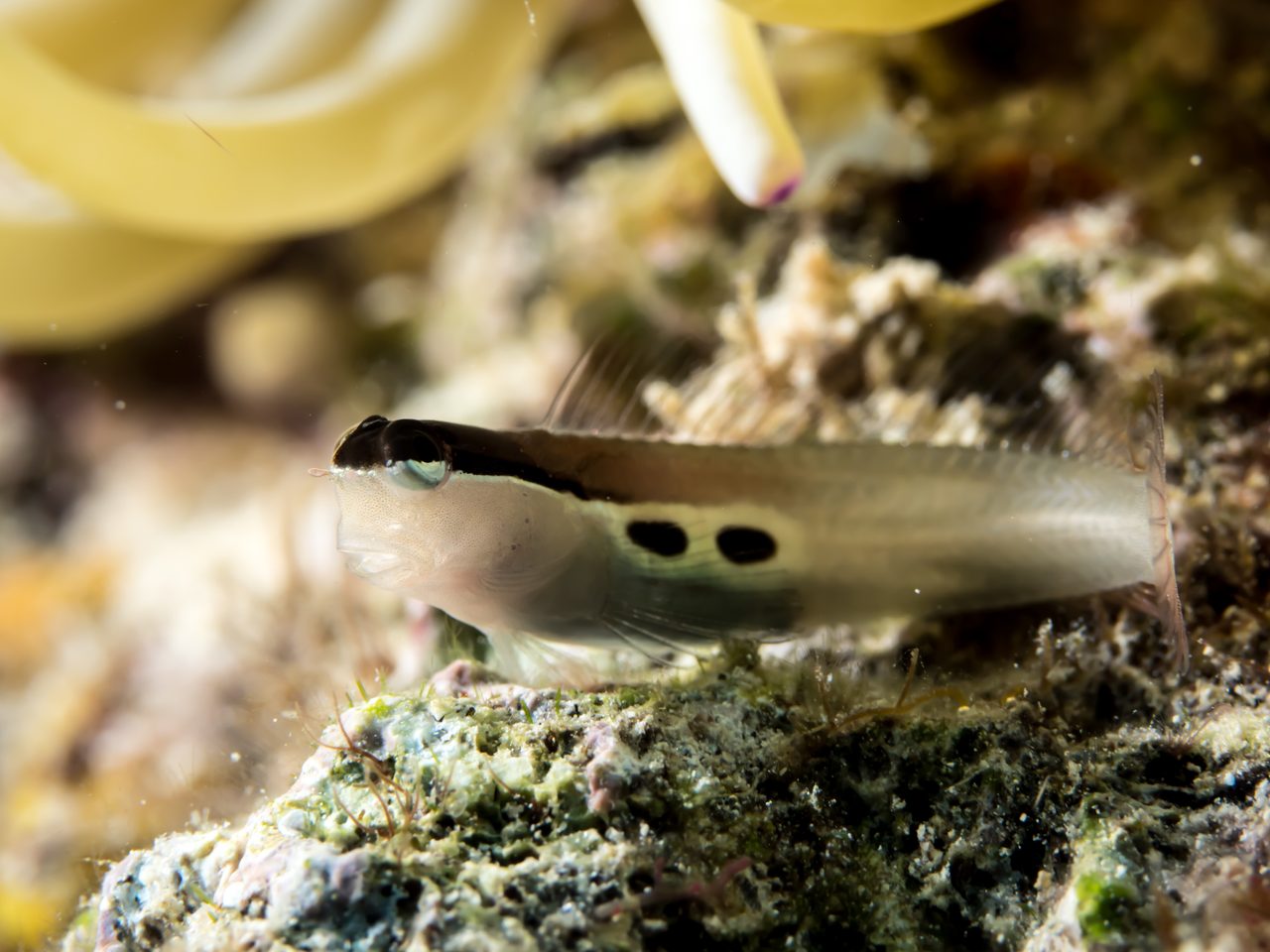 Two Spot Blenny