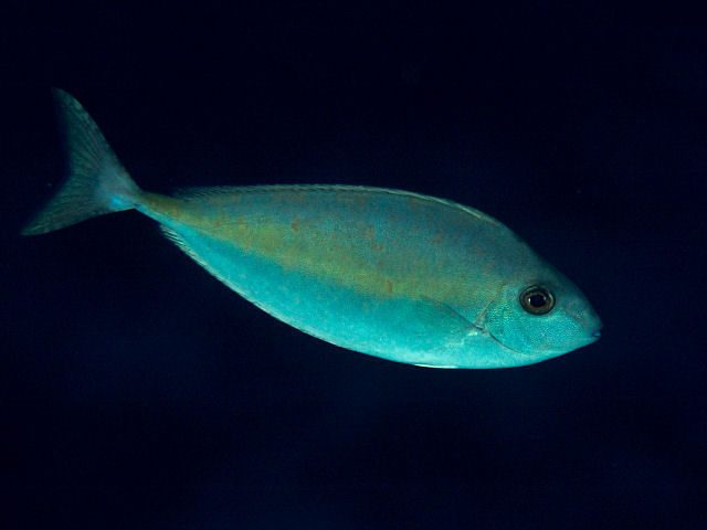 Oneknife Unicornfish
