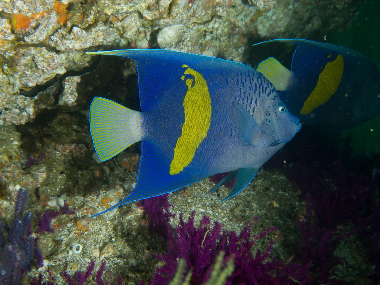 Yellowbar Angelfish