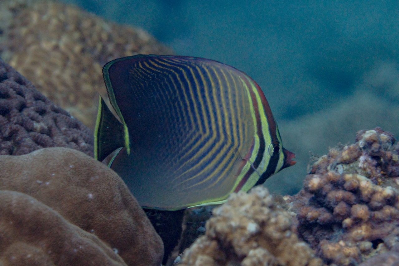 Eastern Triangular Butterflyfish