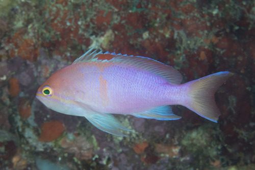 Engelhard's Anthias