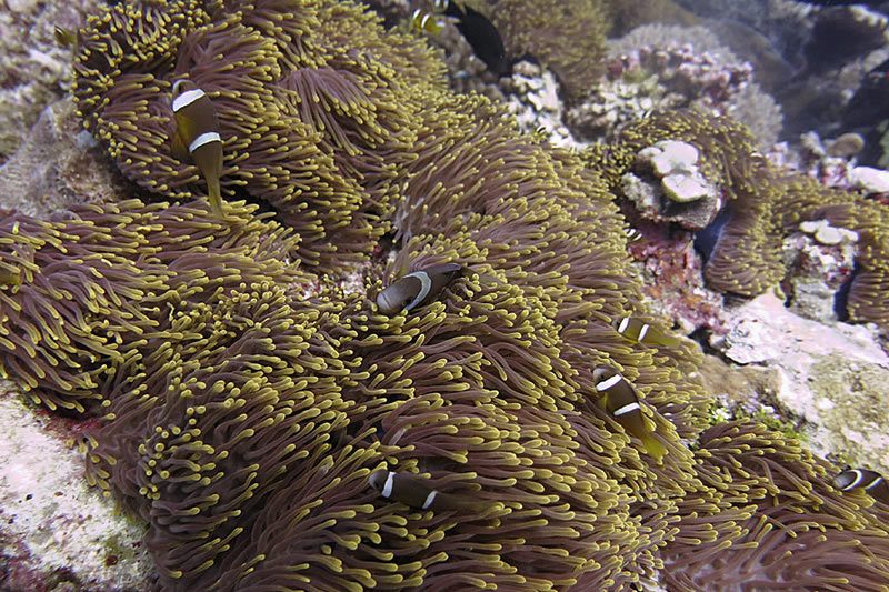 Chagos Clownfish