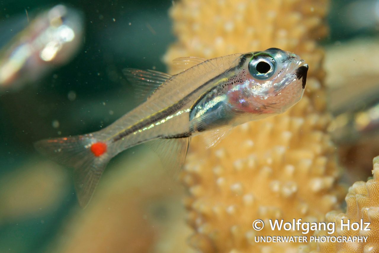 Small Cardinalfish