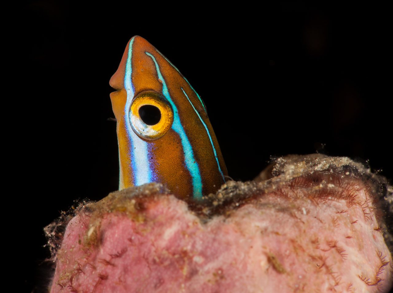 Bluestriped Fangblenny