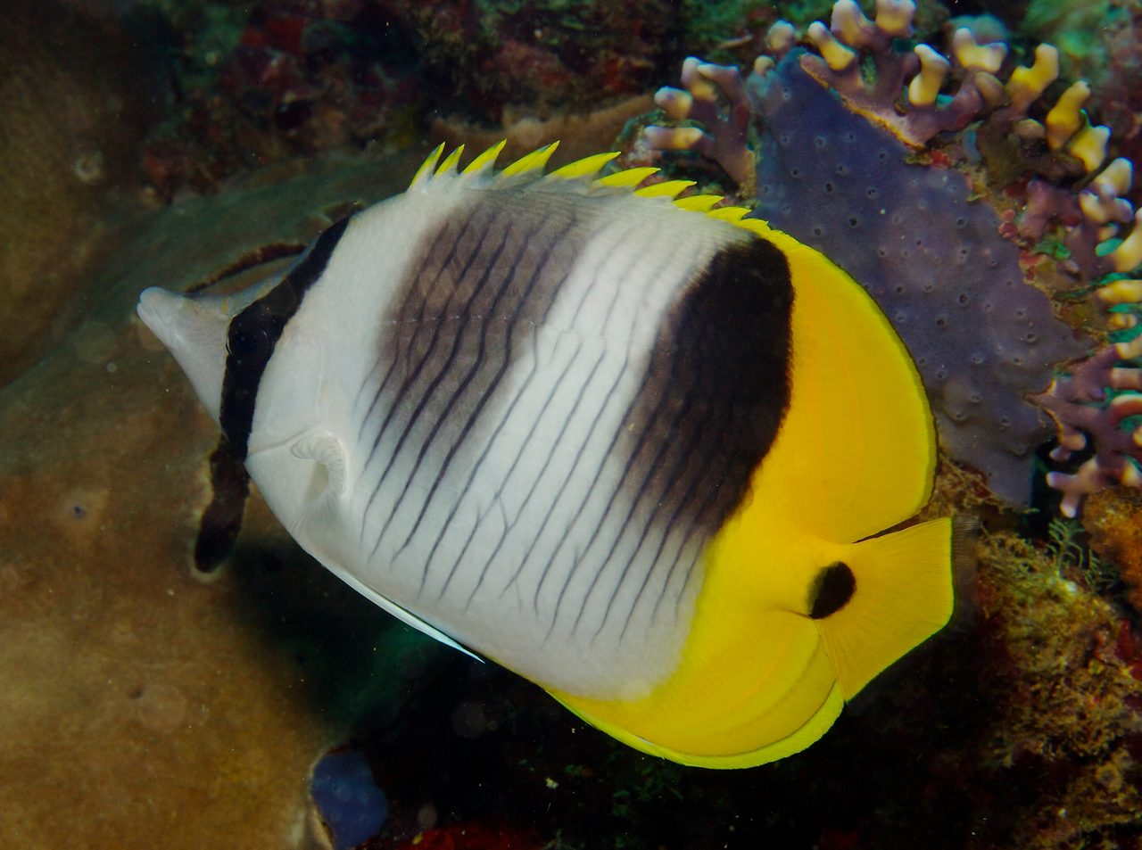 Pacific Double-Saddle Butterflyfish