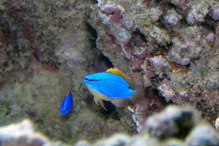 Blue Star Damselfish