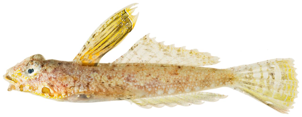 Lancer Dragonet