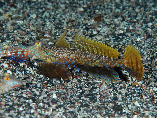 Spotted Dragonet