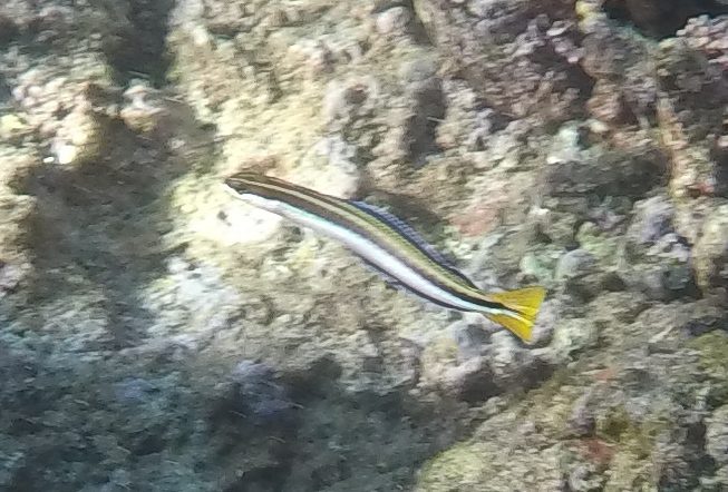 Neighboring Fangblenny