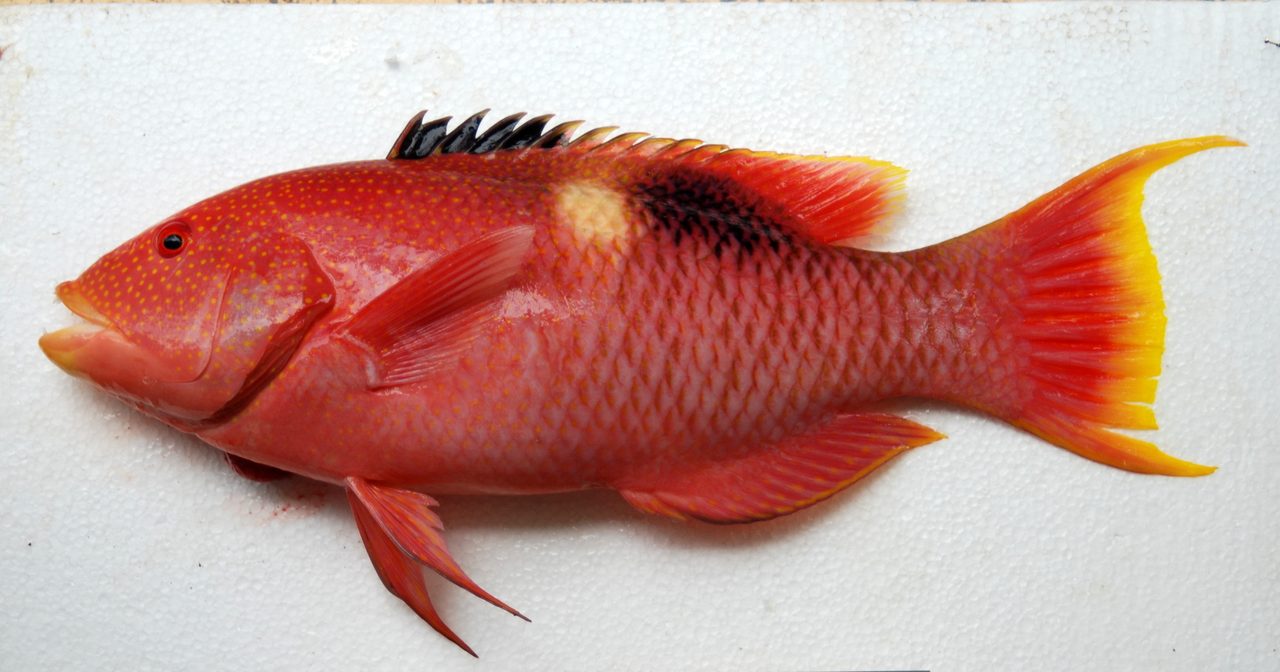 Pinkscale Hogfish
