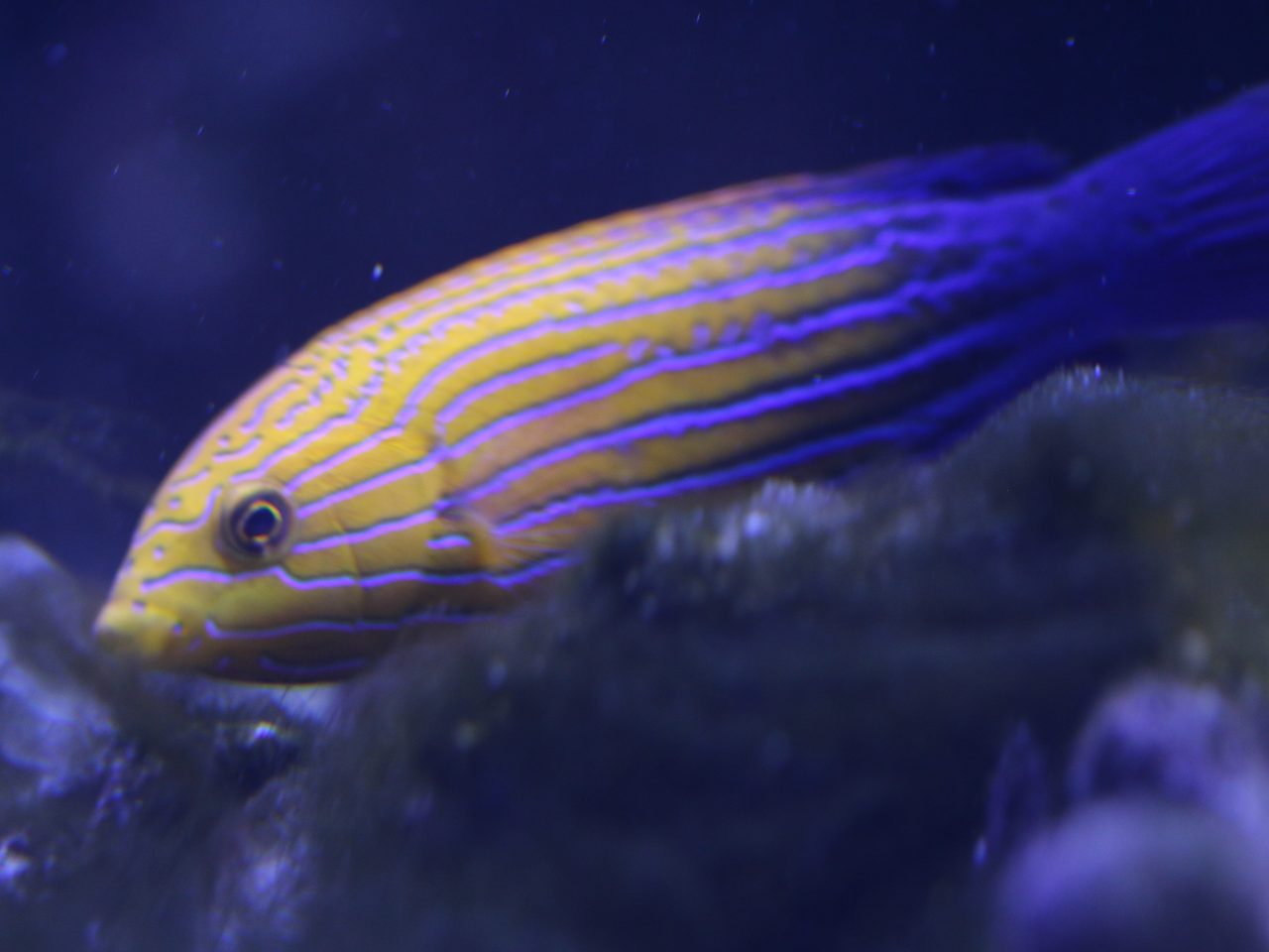 Blue Striped Tamarin Wrasse EXPERT ONLY