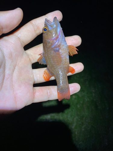 Cross-Striped Cardinalfish