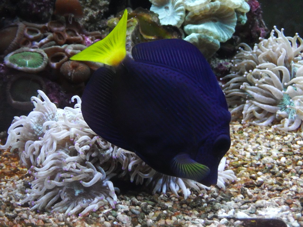 Purple Tang