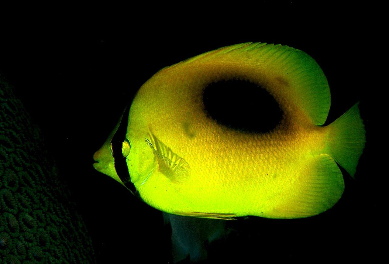 Mirror Butterflyfish