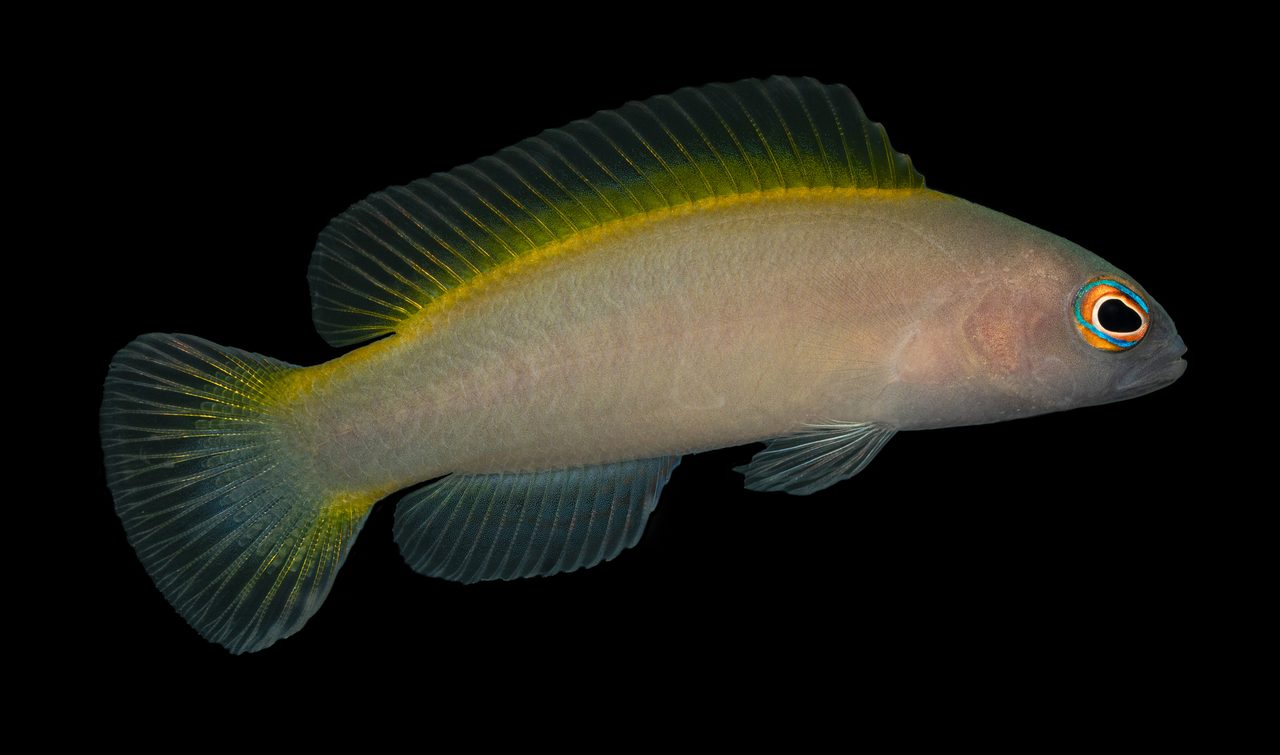 Wilson's Dottyback
