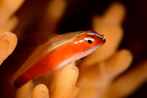 Red Neon Eviota Goby