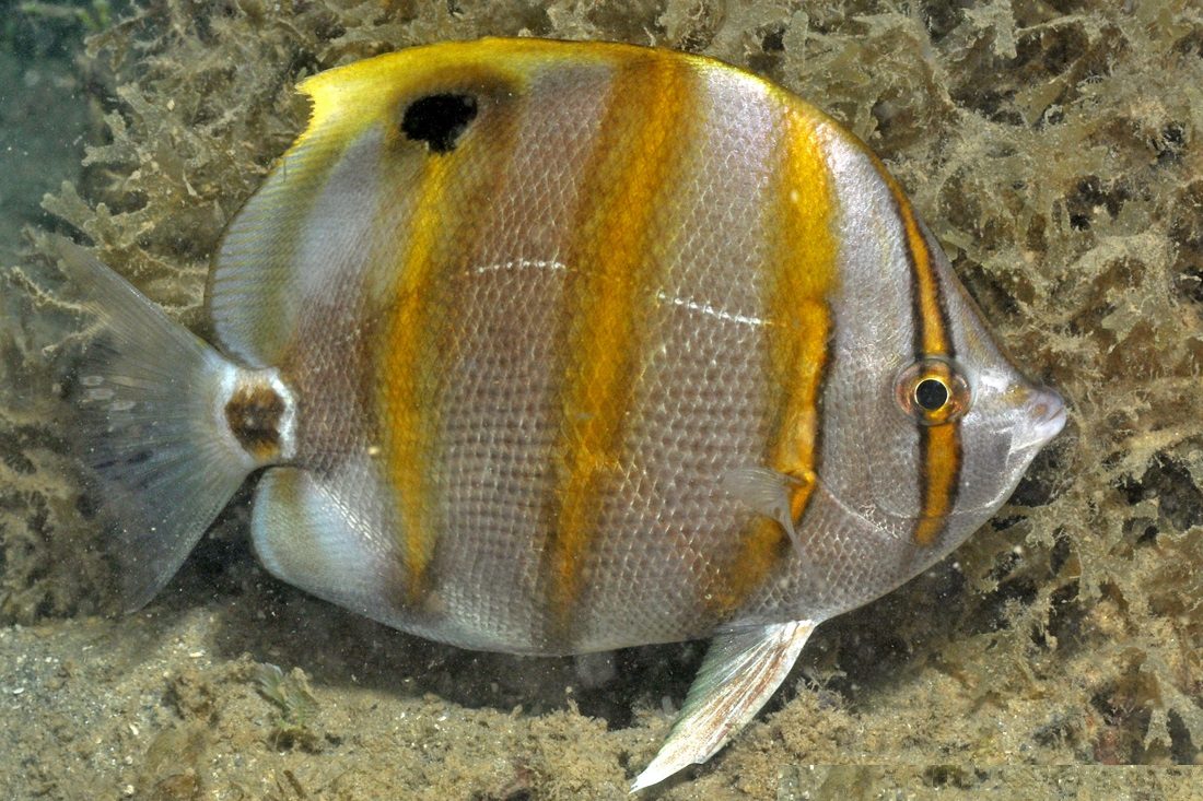 Sixspine Butterflyfish