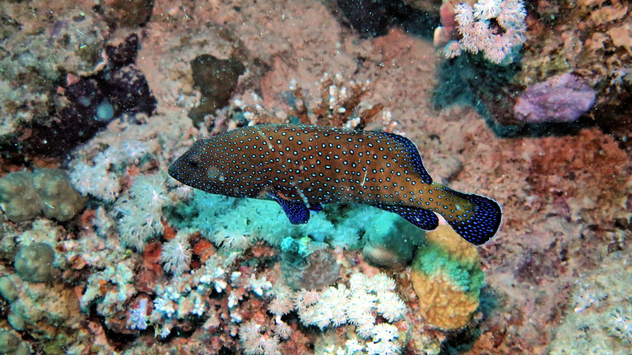 Peacock Grouper
