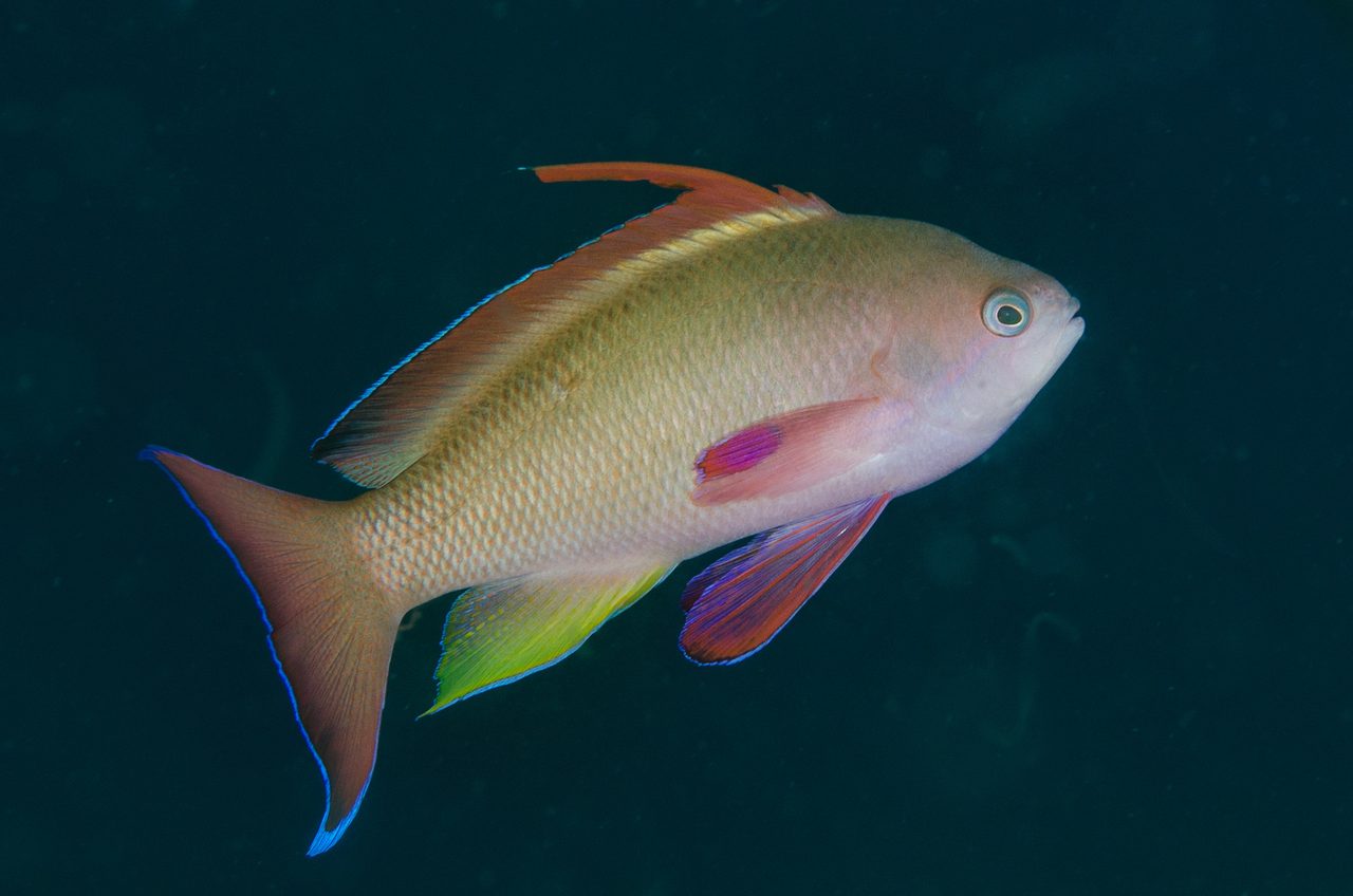 Carberry's Anthias
