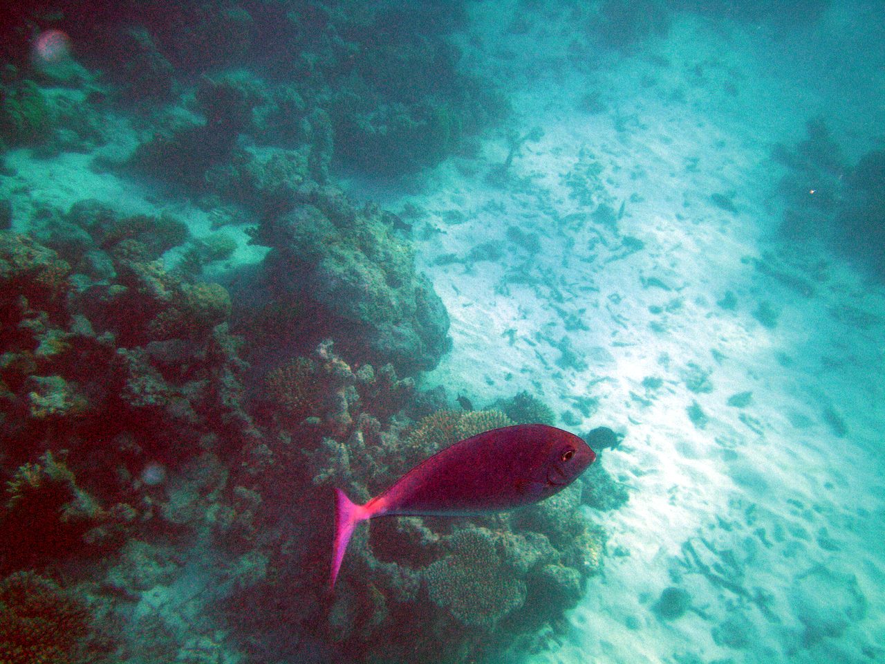 Sleek Unicornfish