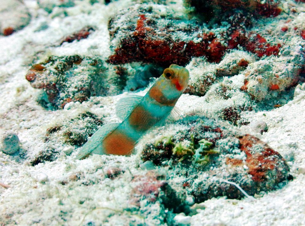 Orange Stripe Prawn Goby