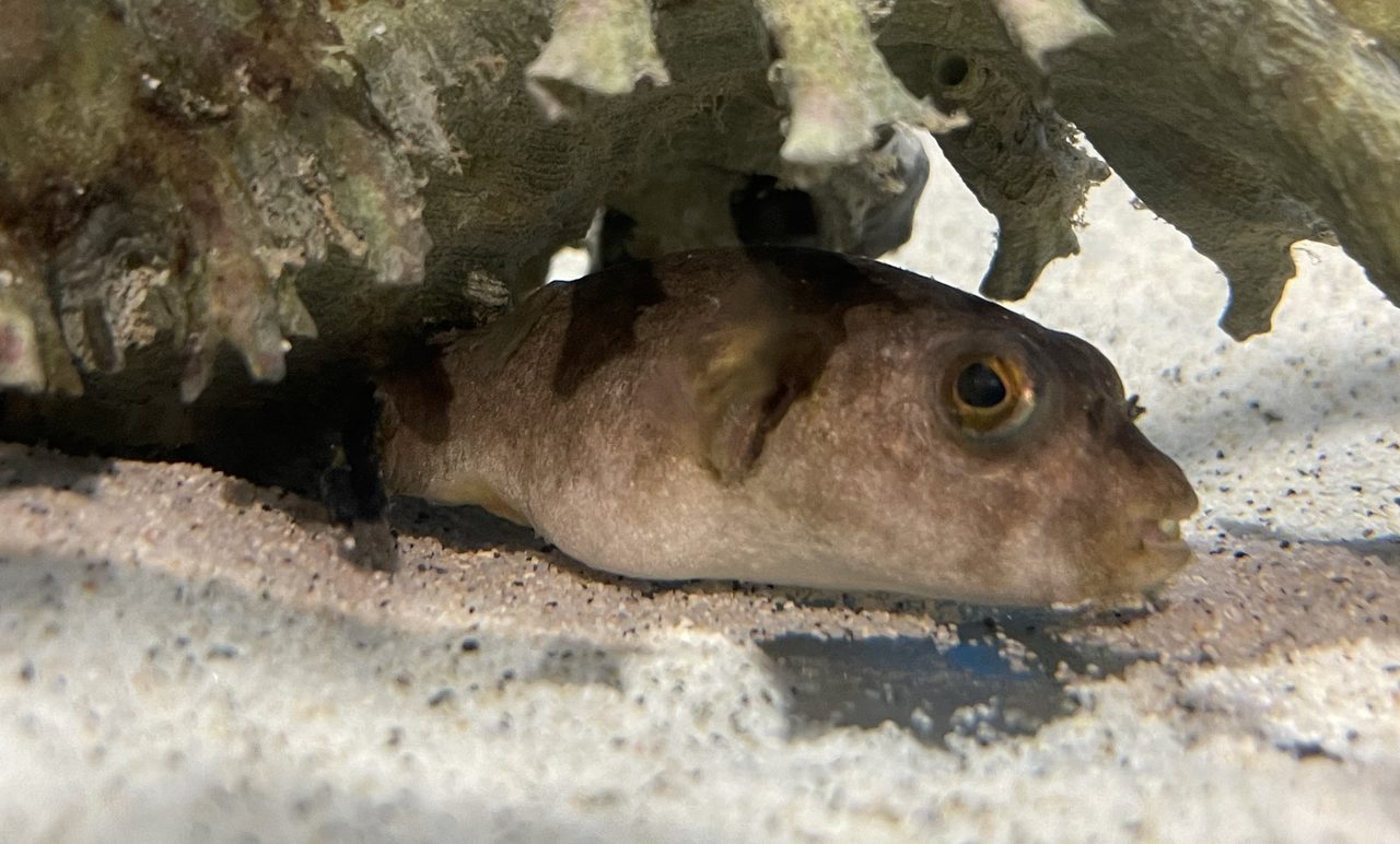 Immaculatus Puffer