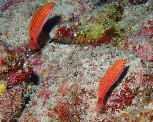 Joan Allen's Fairy Wrasse