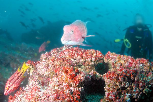 Galapagos Hogfish