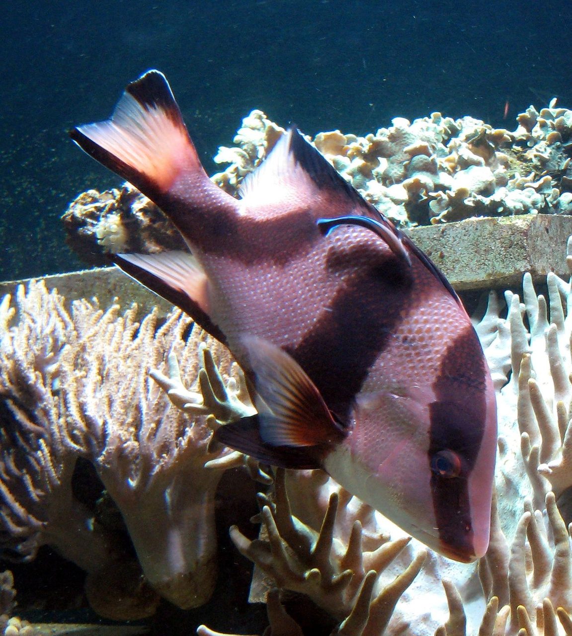 Emperor Red Snapper