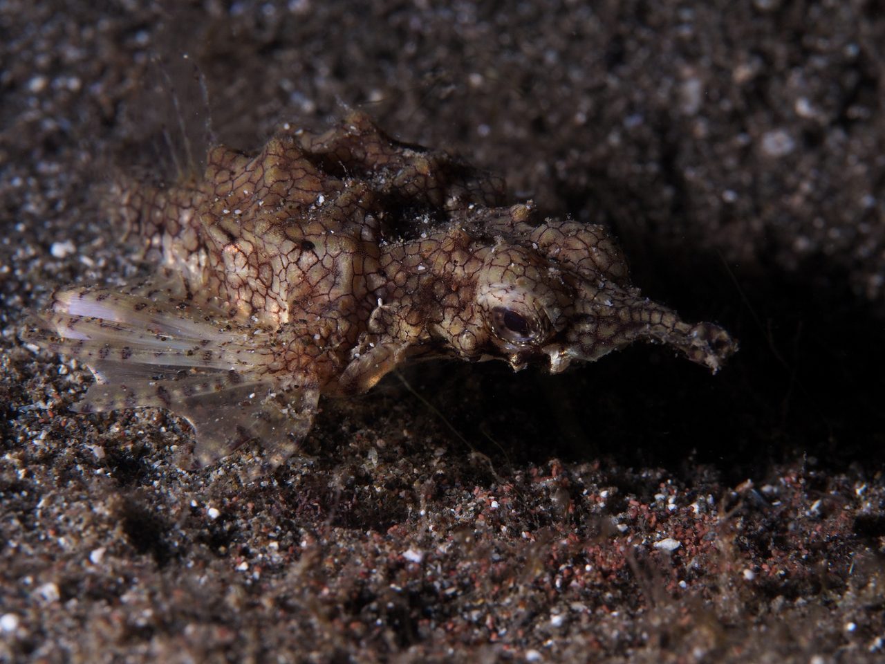 Dragon Sea Moth EXPERT ONLY